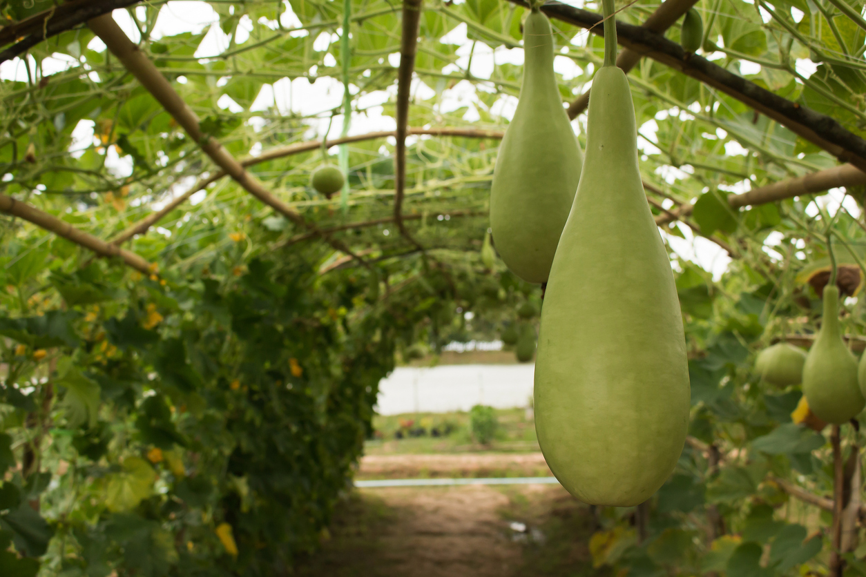 types de courges