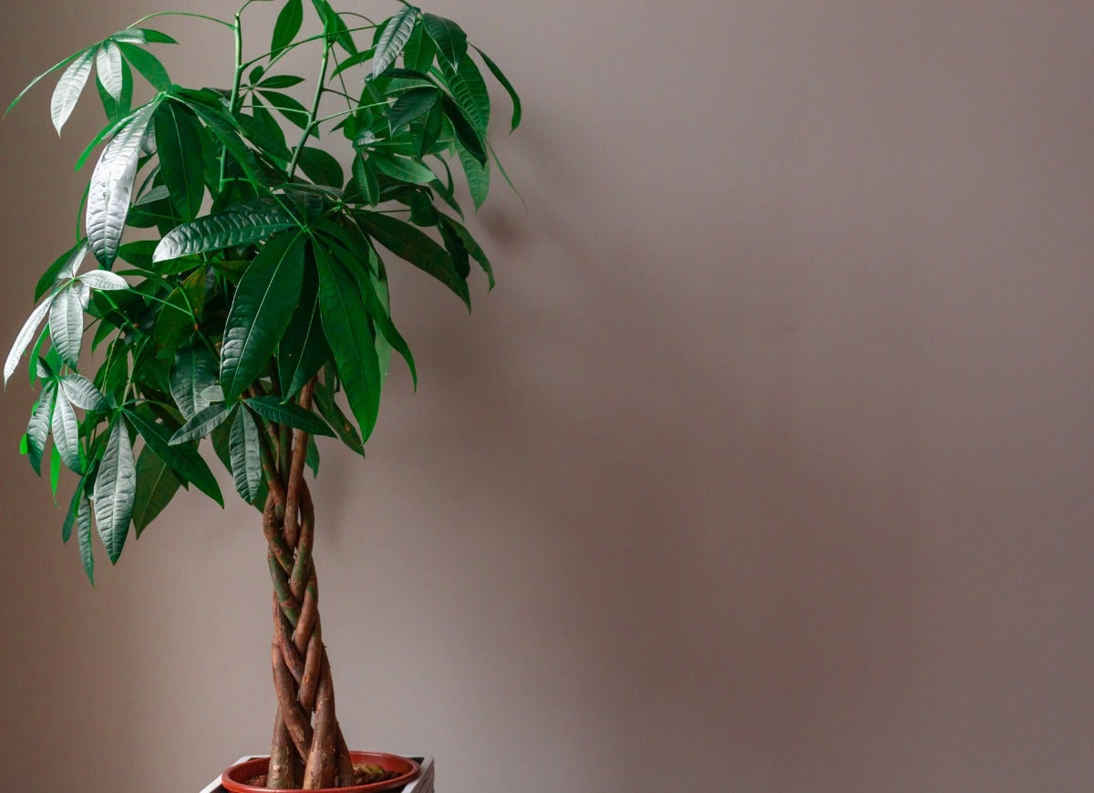 10 Trees That Tolerate Low Light Indoors