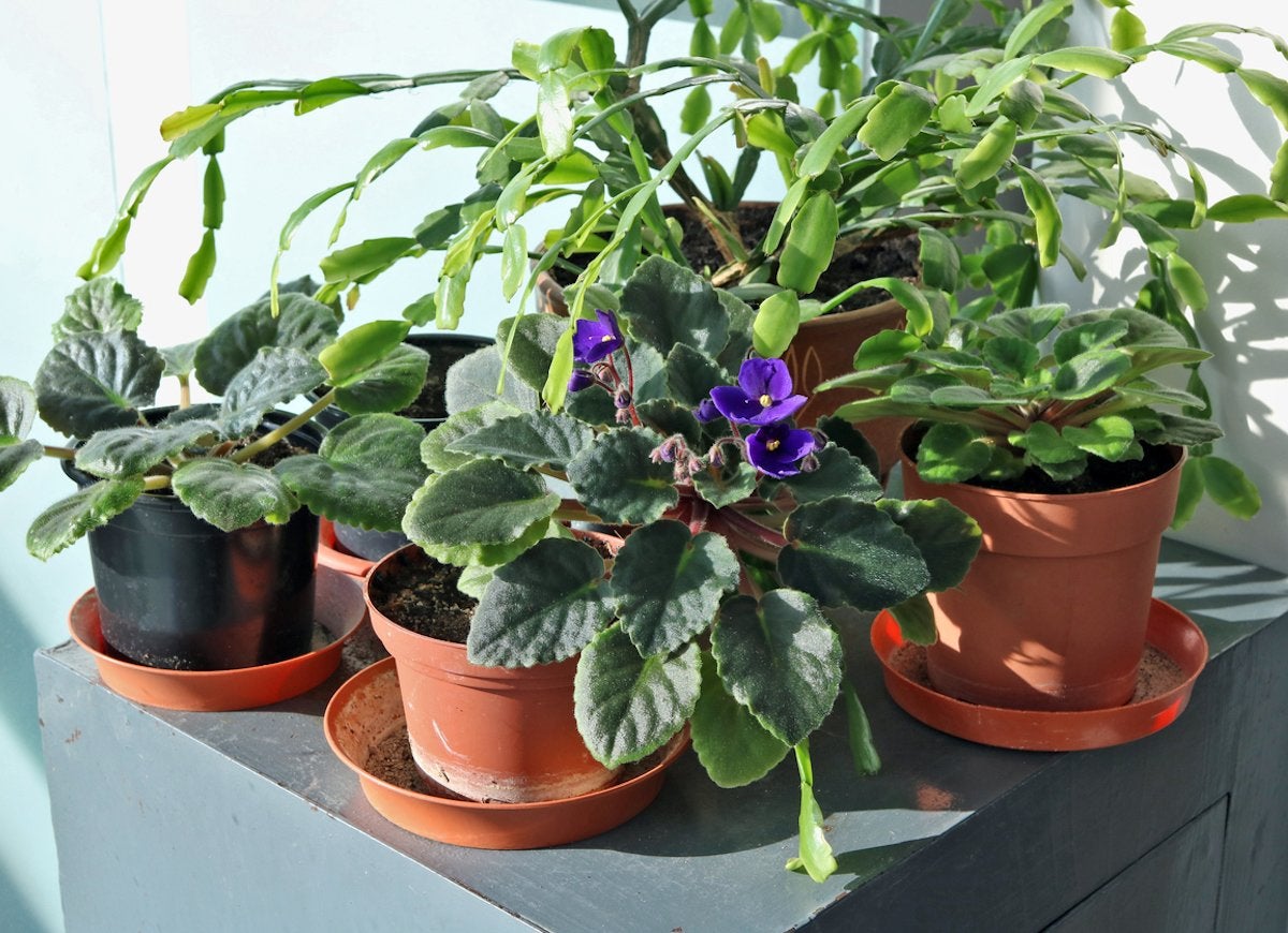 14 Symptoms of an Unhappy Houseplant (and How You Can Treat Them)