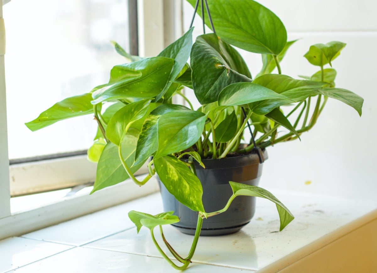 These 11 Plants May Help Keep Your House Cool