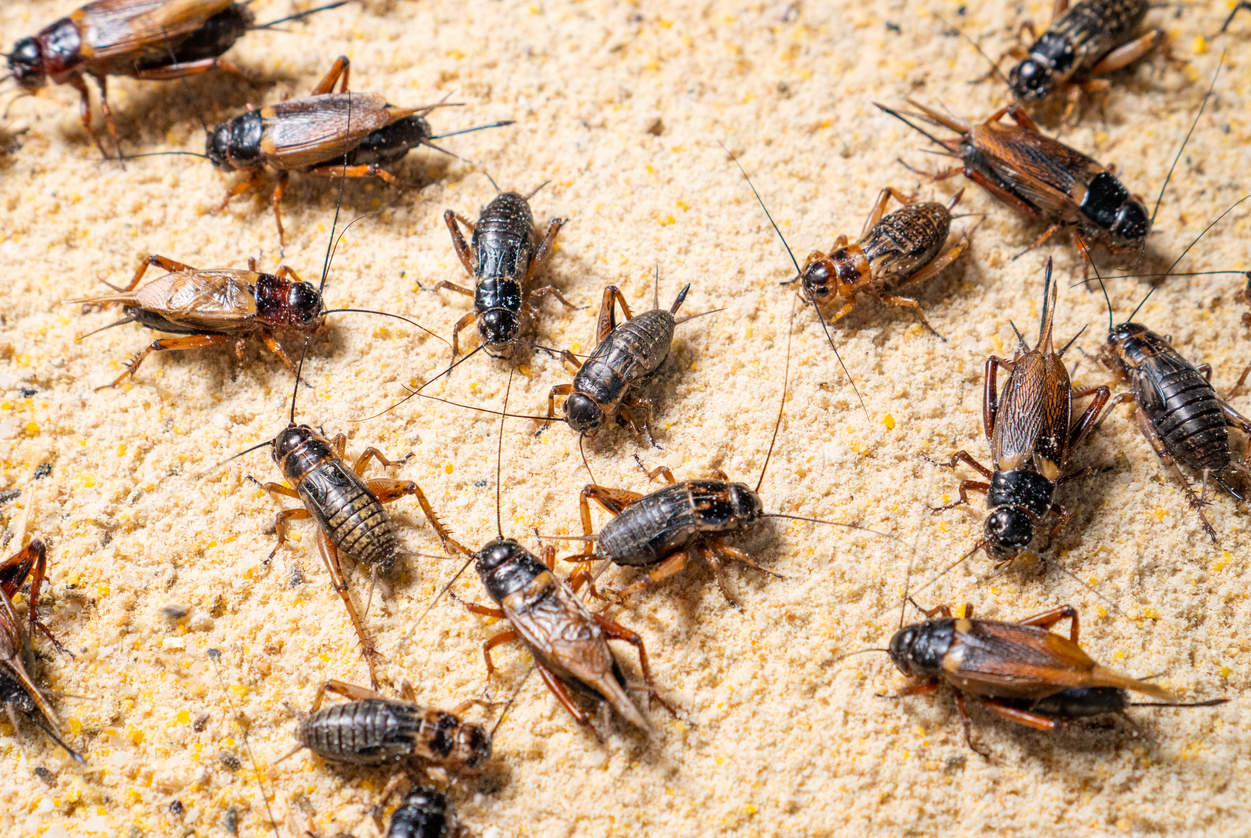 Close view of a group of crickets on house floor.