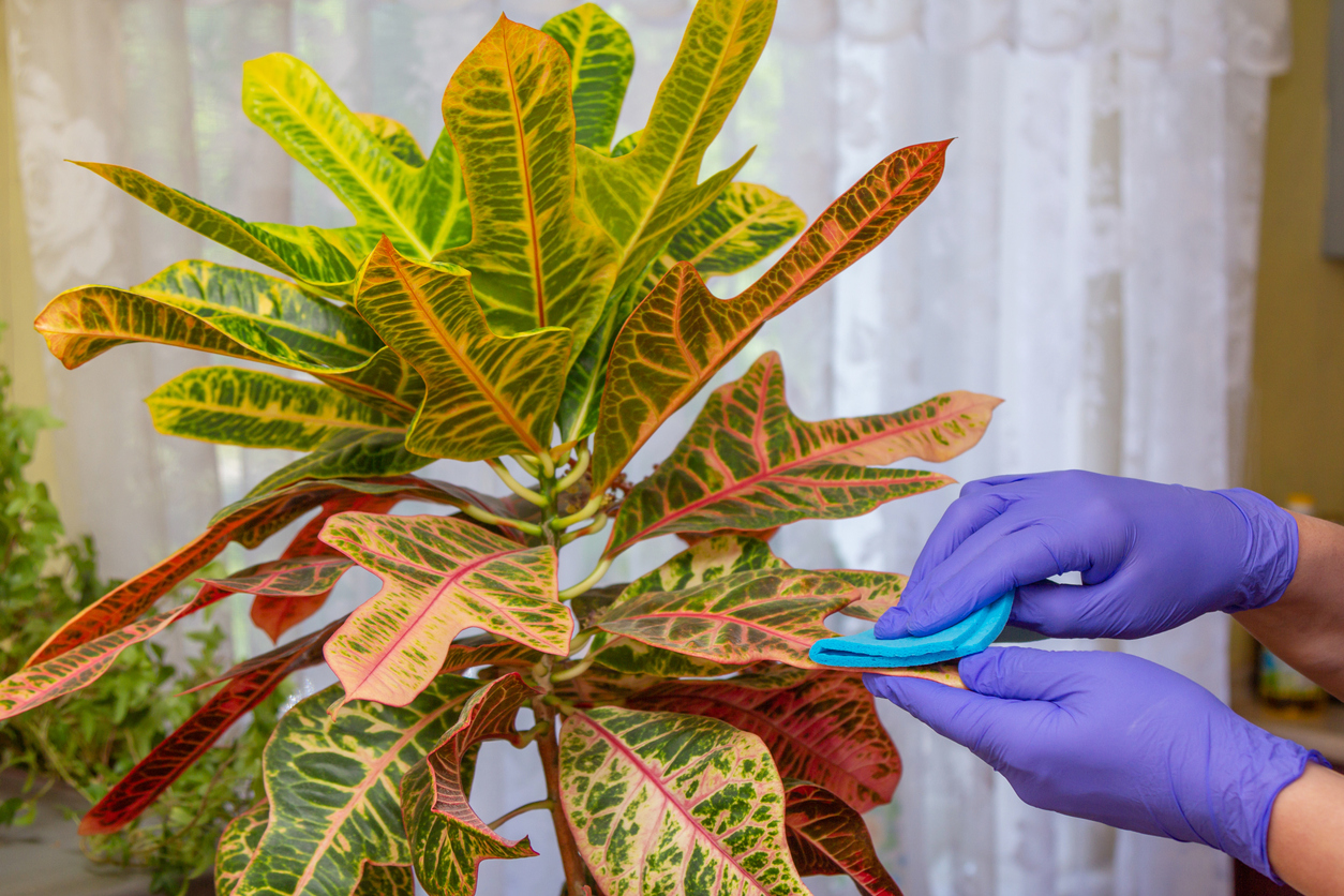 croton plant care