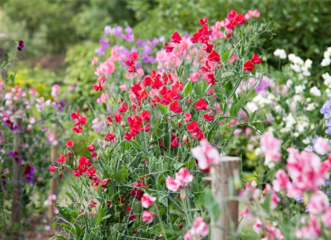 old fashioned flowers