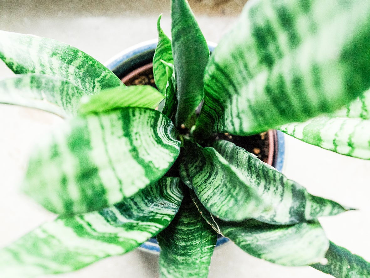 15 Snake Plant Varieties for Low-Maintenance Living Decor