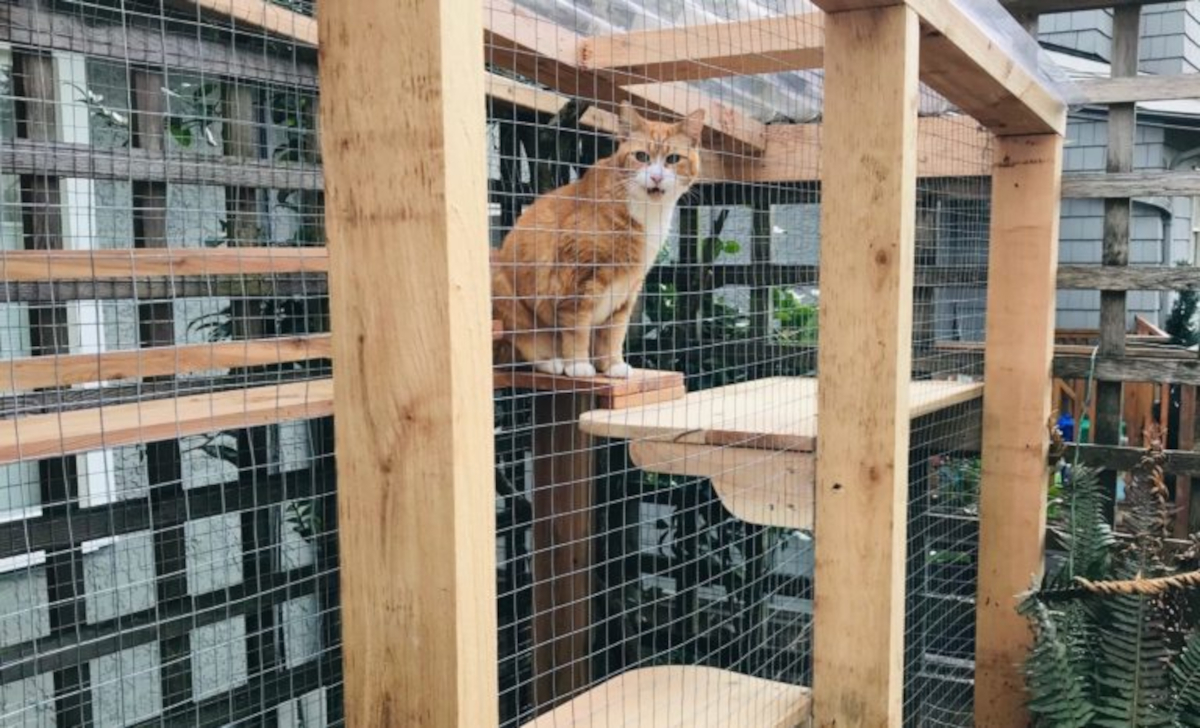 An orange cat with a white chest sits on an upper shelf in a large catio.