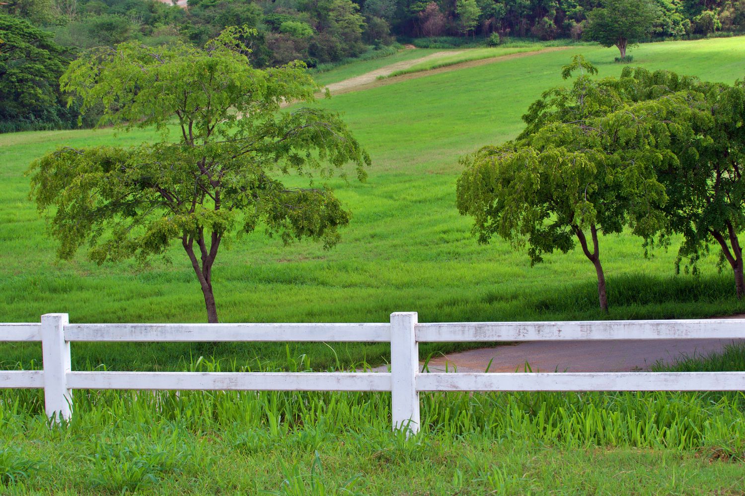 Split Rail Fence Cost