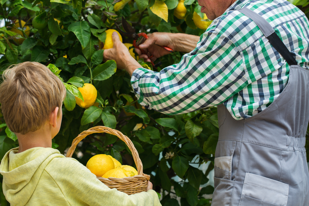 Senior farmer, man, grandfather with young boy, grandson harvesting lemons from the lemon tree in the private garden, orchard. Seasonal, summer, autumn, homegrown, hobby concept.