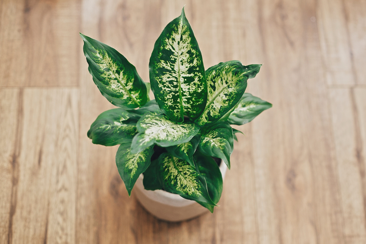 low light house plants dumb cane overhead view of potted plant on wood floor