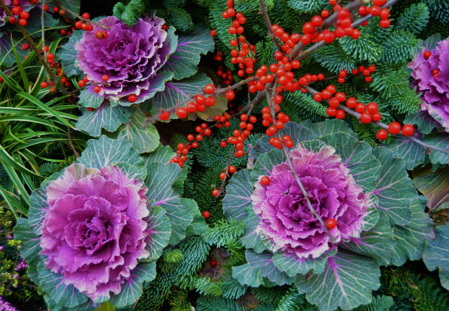 8 fleurs d'hiver colorées à connaître - Le chou frisé ornemental