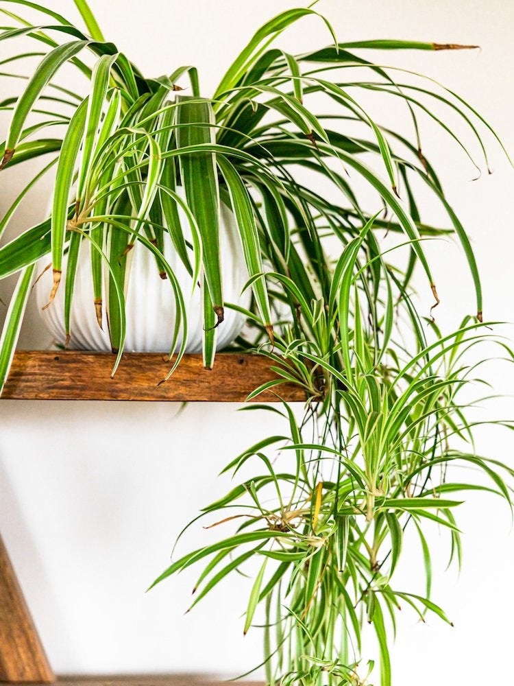 These Are the Most Popular Houseplants in America