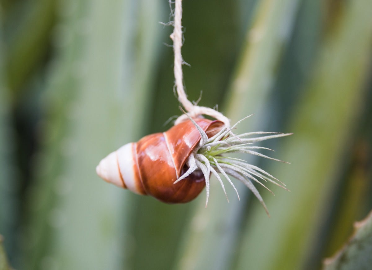 10 Trendy Houseplants That are Safe for Pets, According to Experts