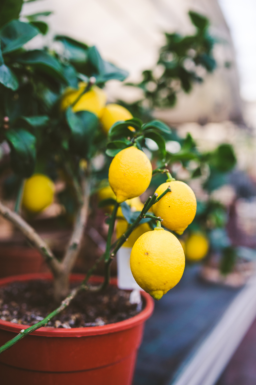 How to grow lemon trees indoors