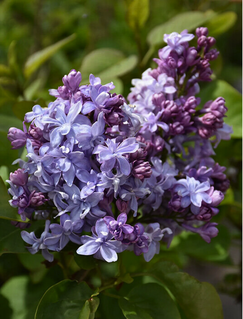 lilac varieties