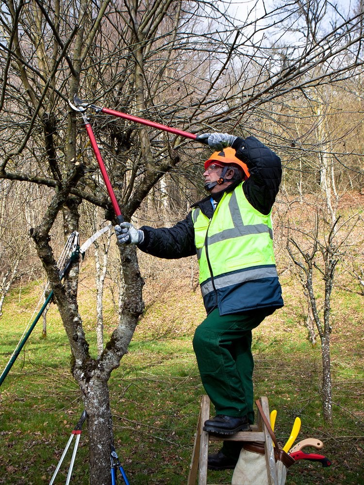 12 choses qu'un arboriste aimerait que vous sachiez