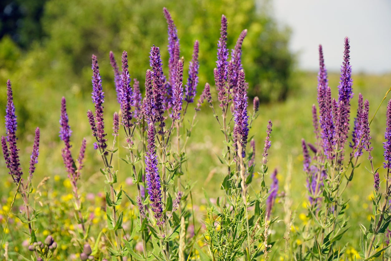 15 Plants That Attract Dragonflies