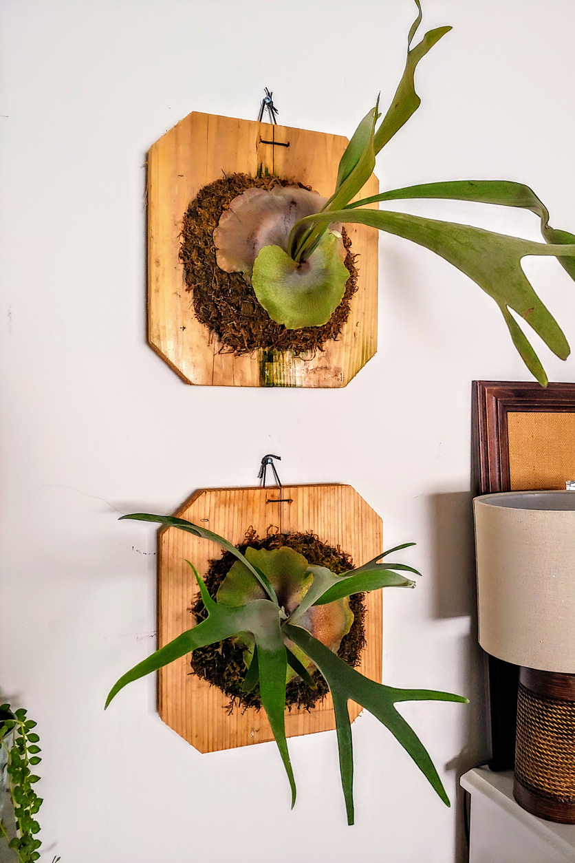 staghorn fern care