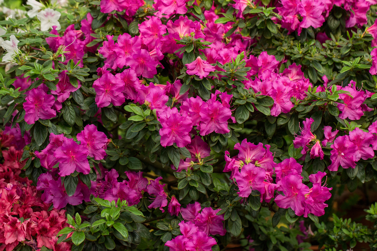 Evergreen azalea plant with bright pink flowers closeup. Rhododendron tsutsusi.