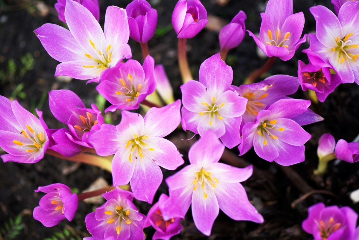 Purple flowers