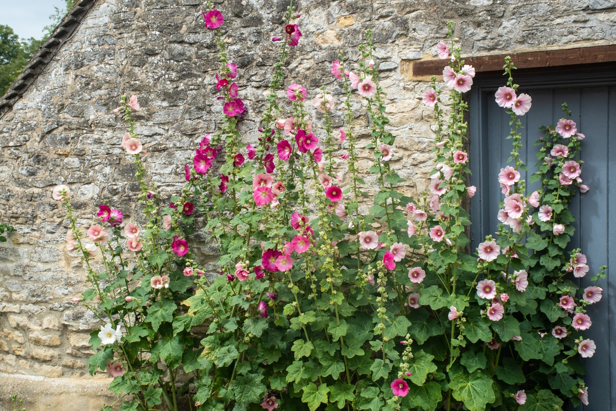 11 Florals That Will Give Your Garden an English Cottage Feel