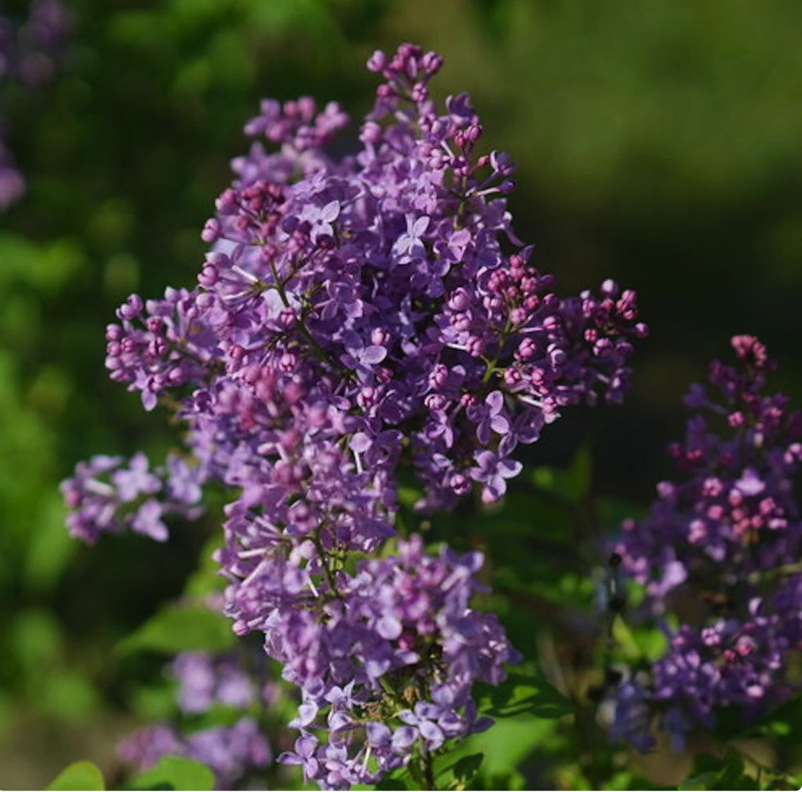 lilac varieties