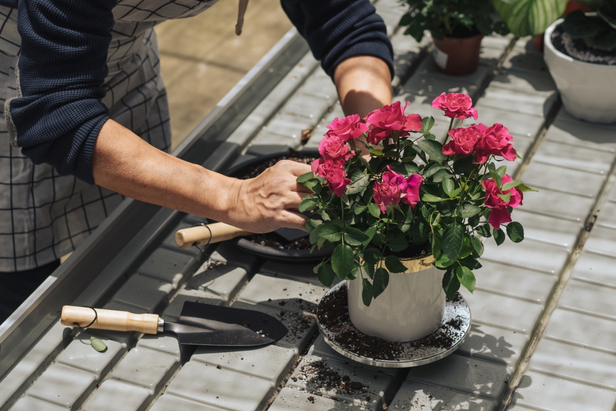 A gardener is planting a pink flower in a white container.