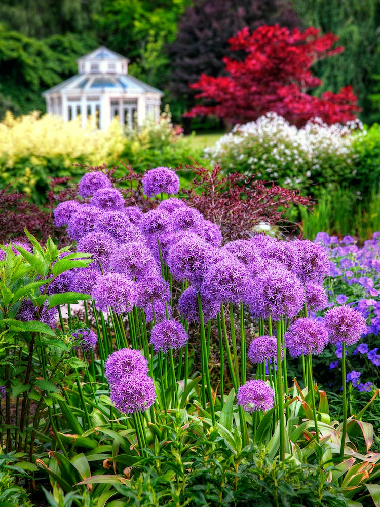 39 Plants You’ll Love If You Hate Fall Yard Work