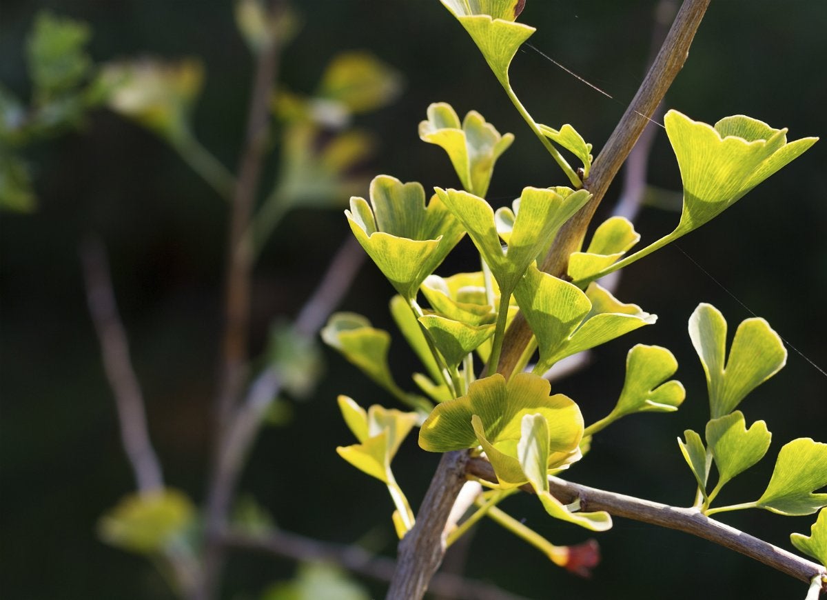 10 Trees That Spell Trouble for Your Yard