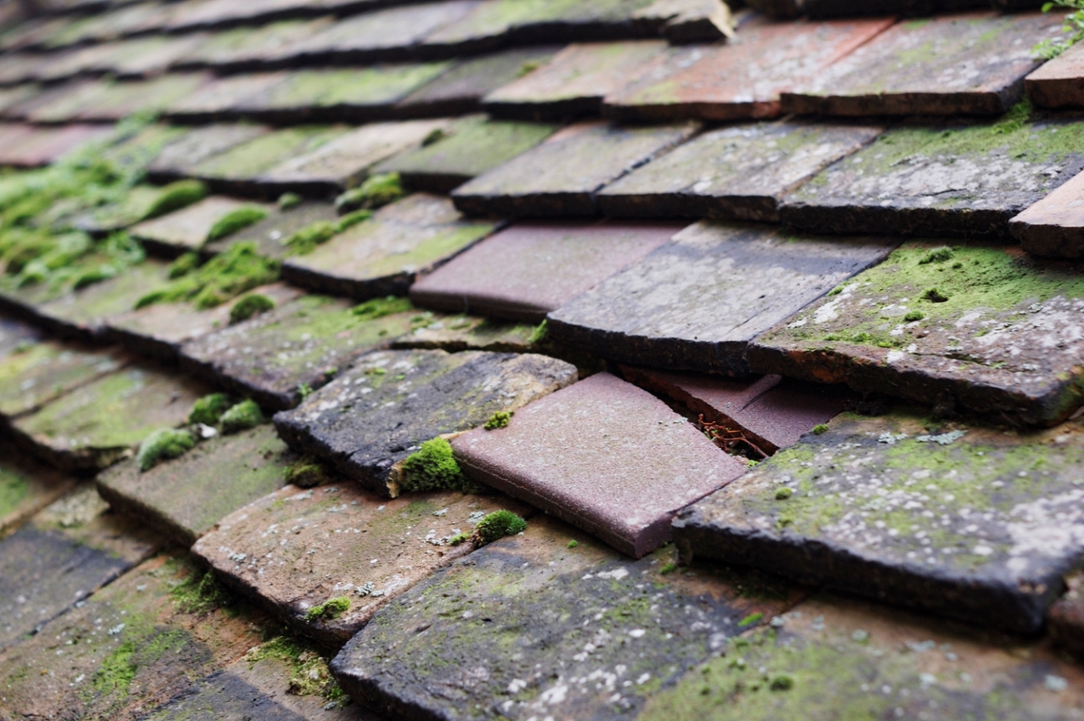 Close up of moss growing on roof shingles.