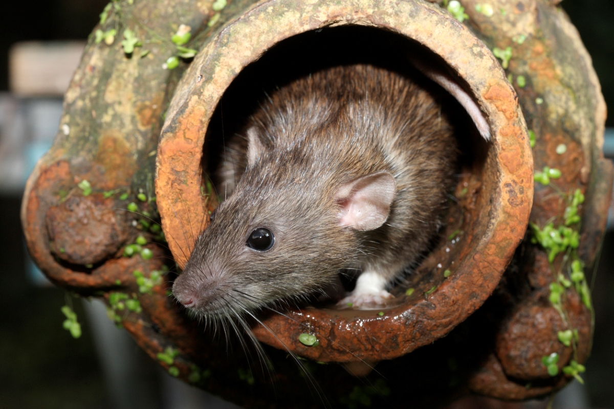 façons dont les rats détruisent votre maison - rat sortant d'un tuyau en métal