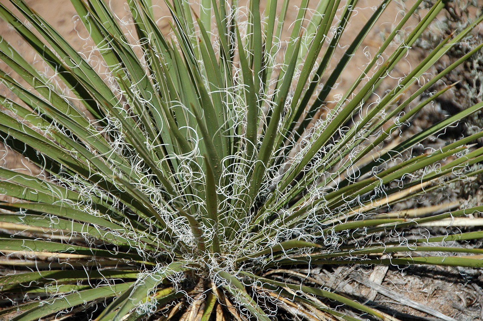 Yucca glauca (soapweed yucca) (Red Canyon overlook, Colorado National Monument