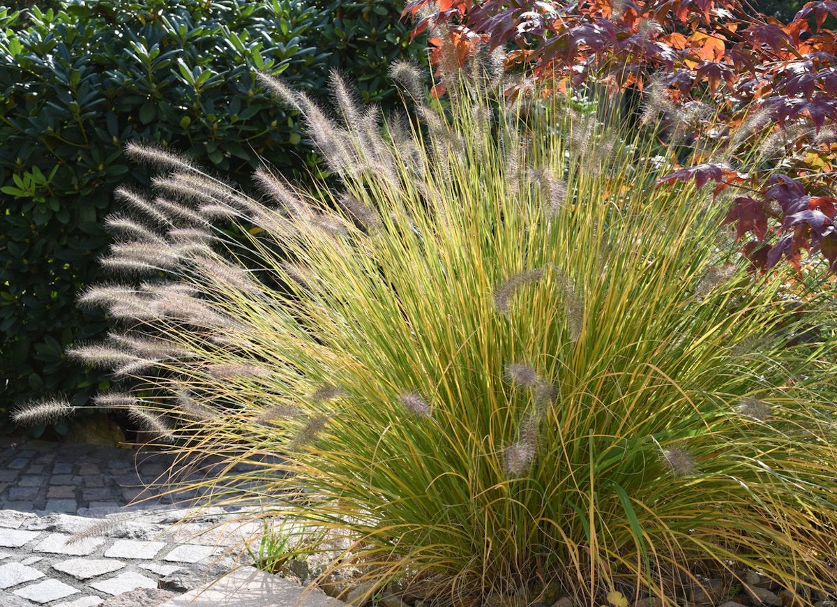 50 Plants That Thrive in Any Yard