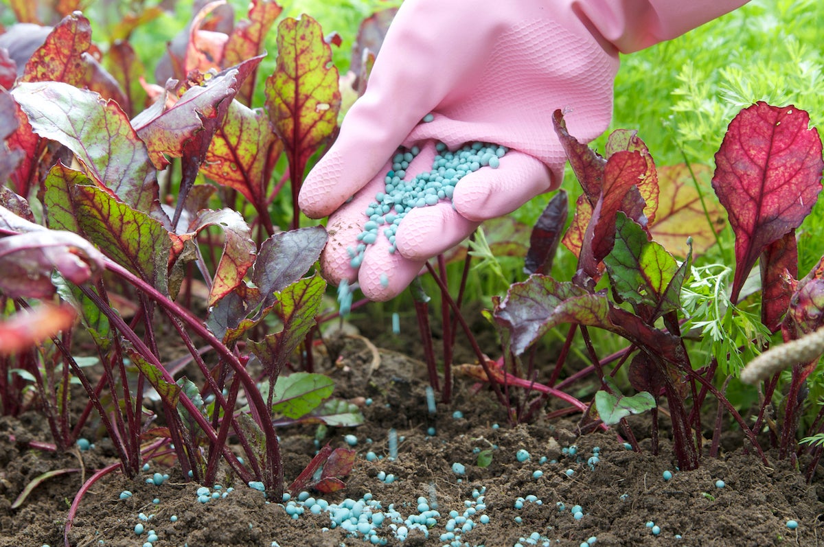 7 Fertilizer Mistakes Most Home Gardeners Make