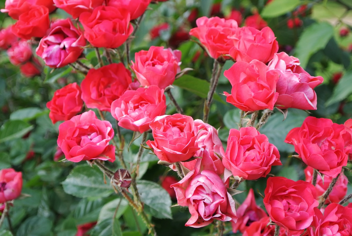 Knock out rose bush with bright pink flowers. 