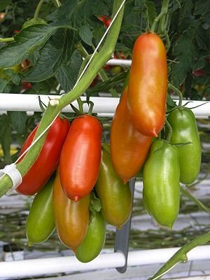 San-Marzano-Tomato