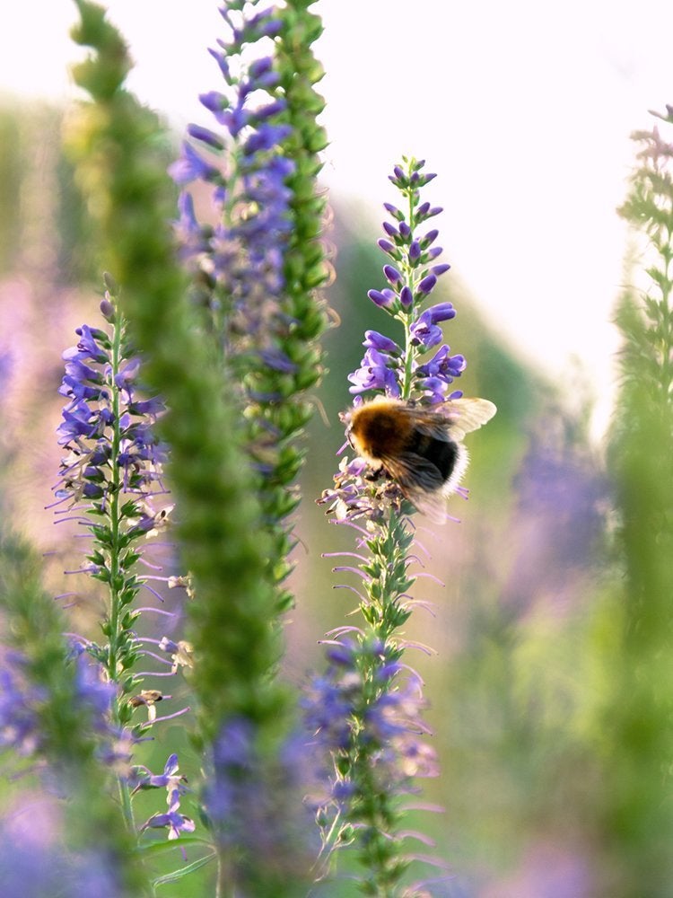 12 astuces peu connues pour réussir votre potager de cette année