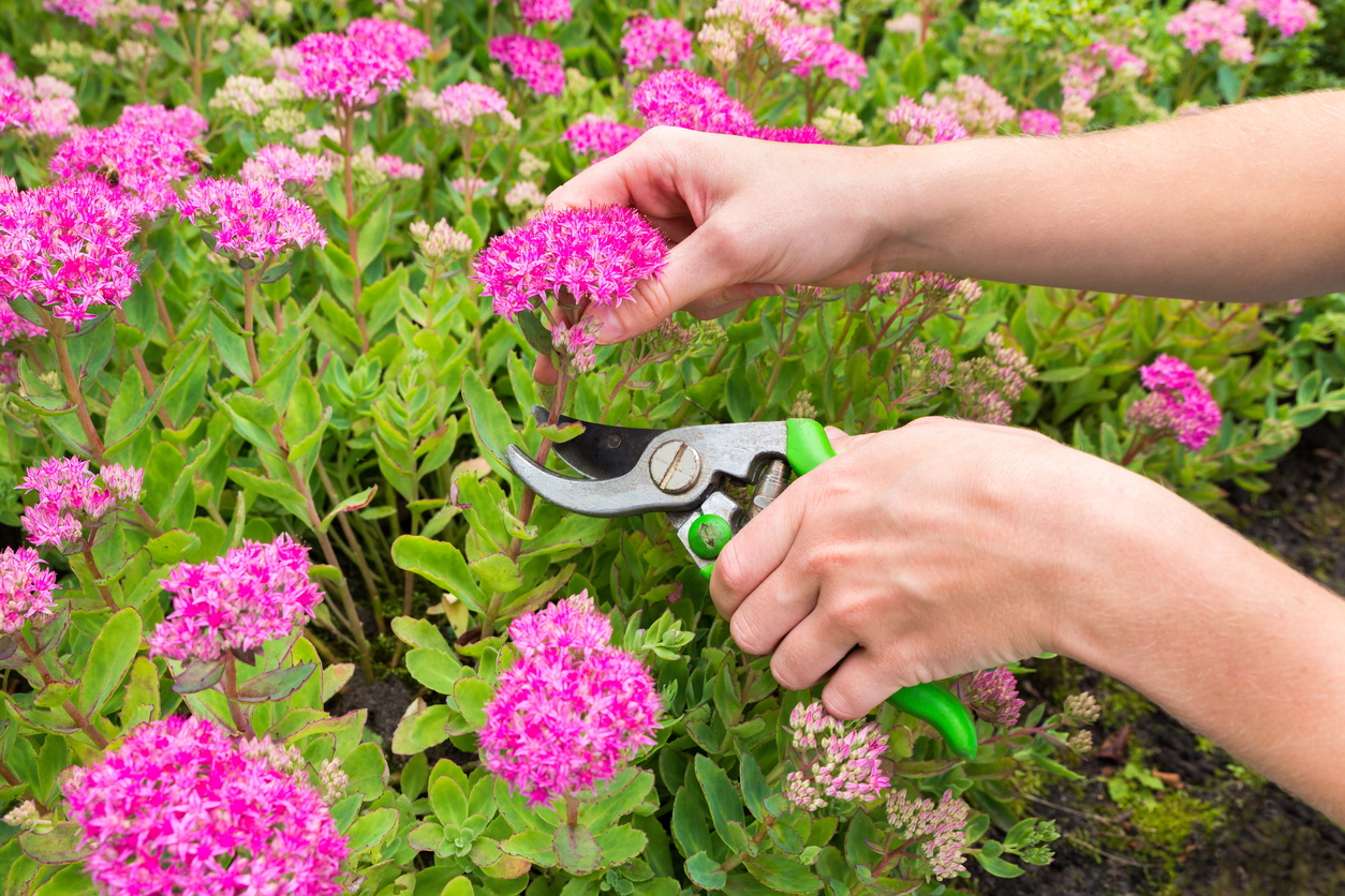 iStock-601906406 Keep Cut Flowers Fresh Longe overhead shot of someone pruning flower outside.jpg