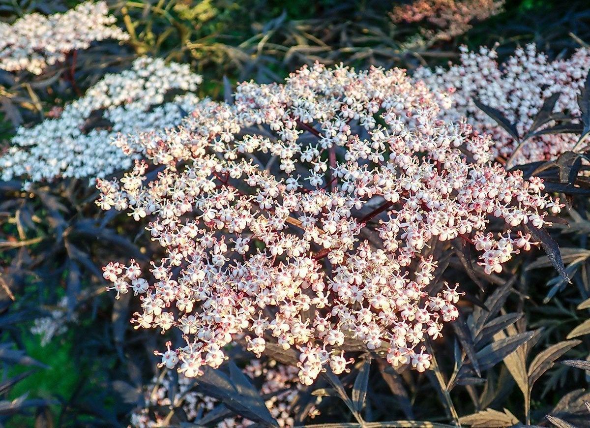 39 Plants You’ll Love If You Hate Fall Yard Work