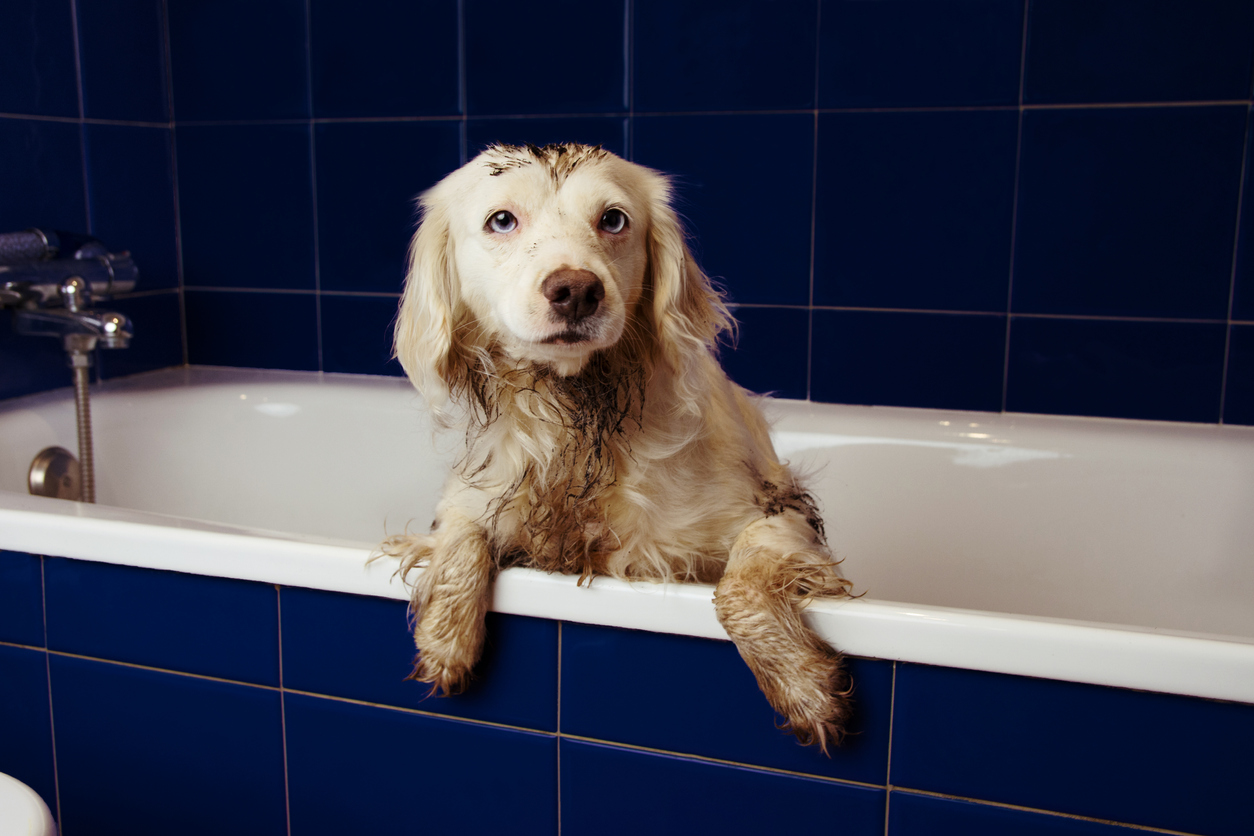 DIRTY DOG BATHING. TERRIER PUPPY ON BLUE BATHTUB WITH PAWS HANGING OVER EDGE.