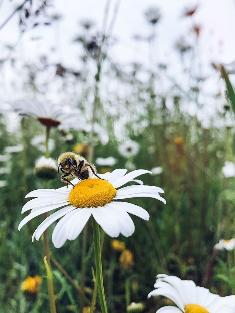 Miel fait maison : comment garder des abeilles dans votre propre jardin