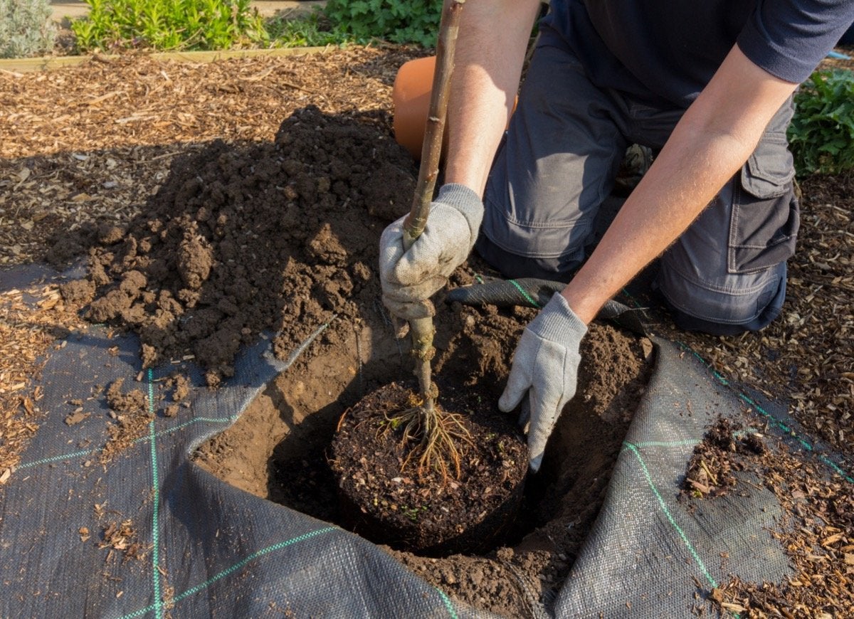 12 Landscaping Mistakes that Pros Have Made and Learned From