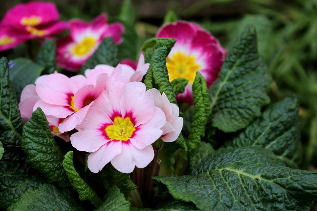 shade flowers