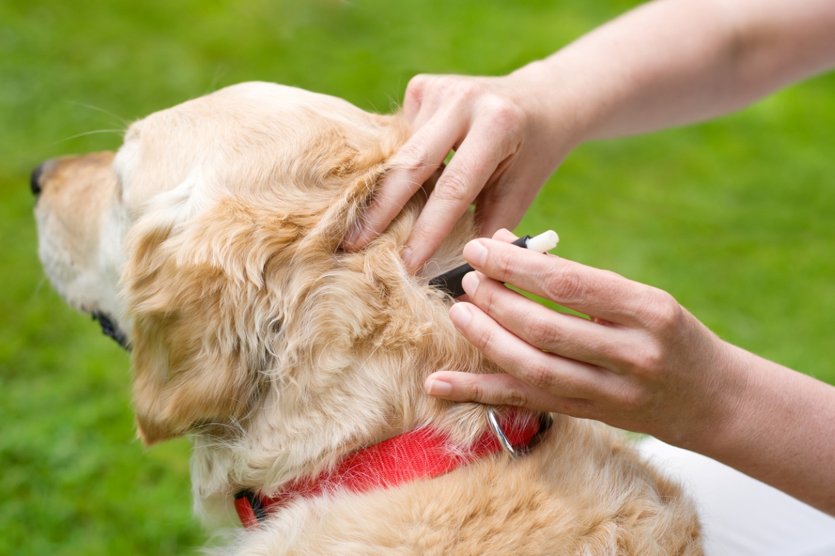 when is tick season - removing tick from gold dog