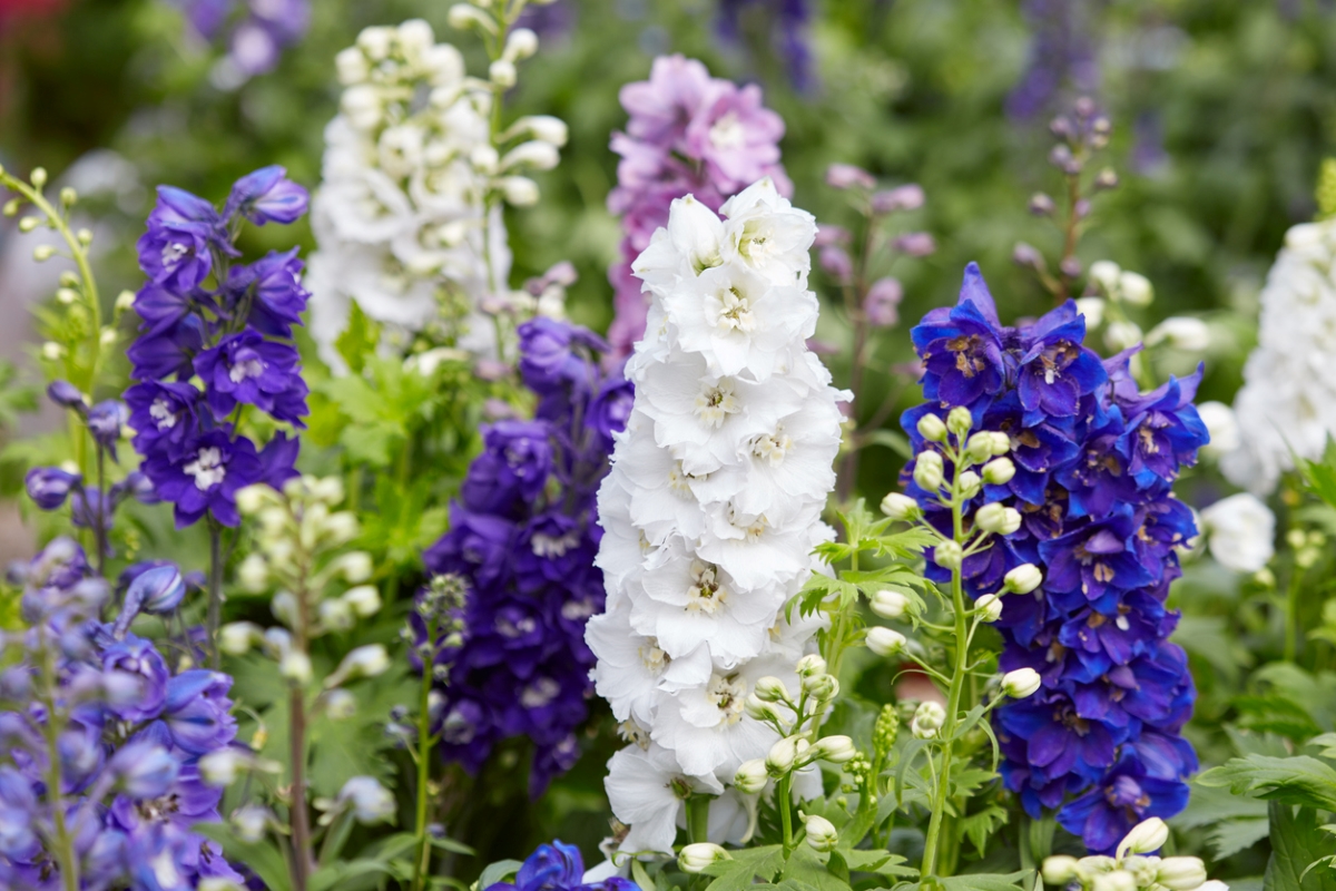 Large delphinium flowers.