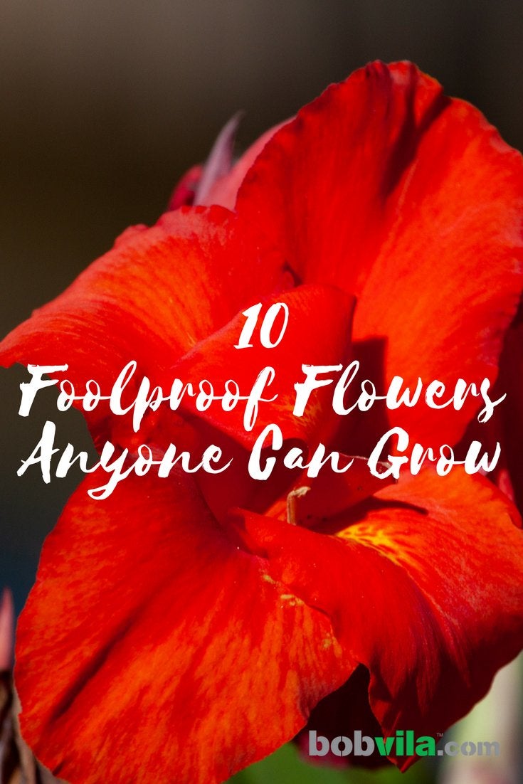 10 Foolproof Flowers Anyone Can Grow