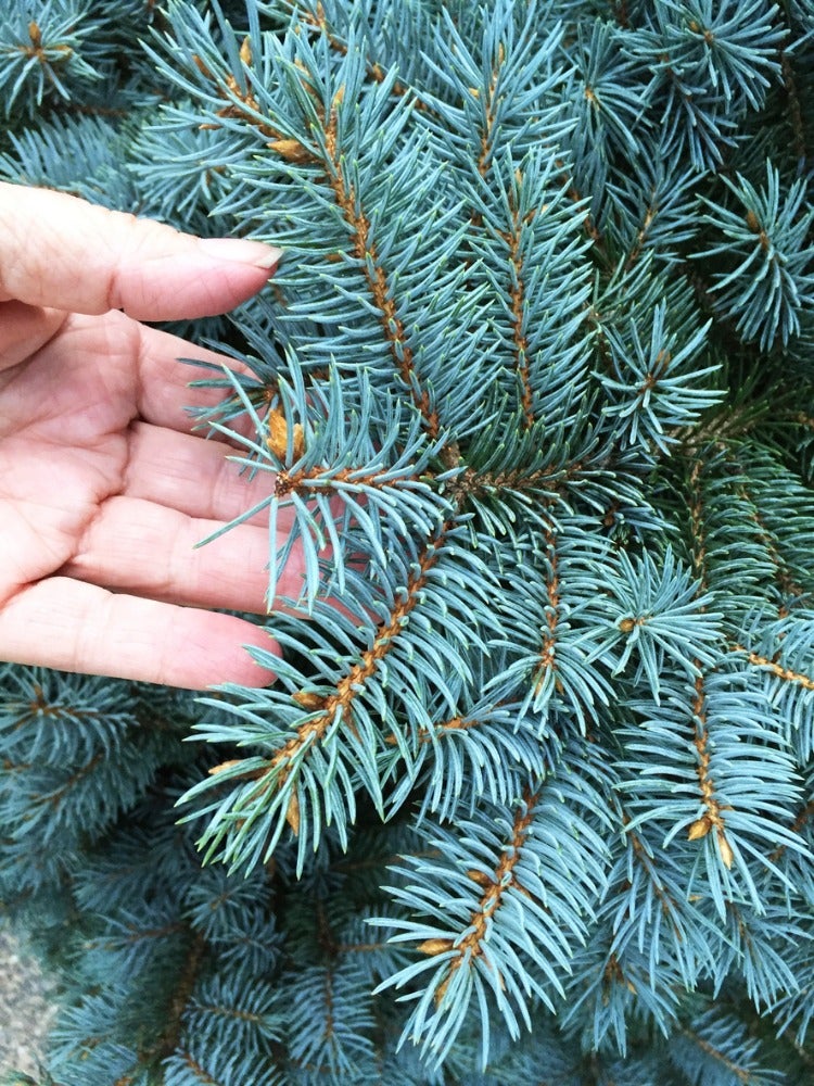 Pests That Might Be Lurking in Your Christmas Tree—and How to Get Rid of Them