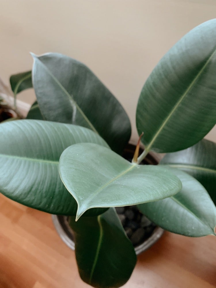 These 11 Plants May Help Keep Your House Cool