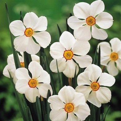 9 Daffodils to Cheer Up Your Garden