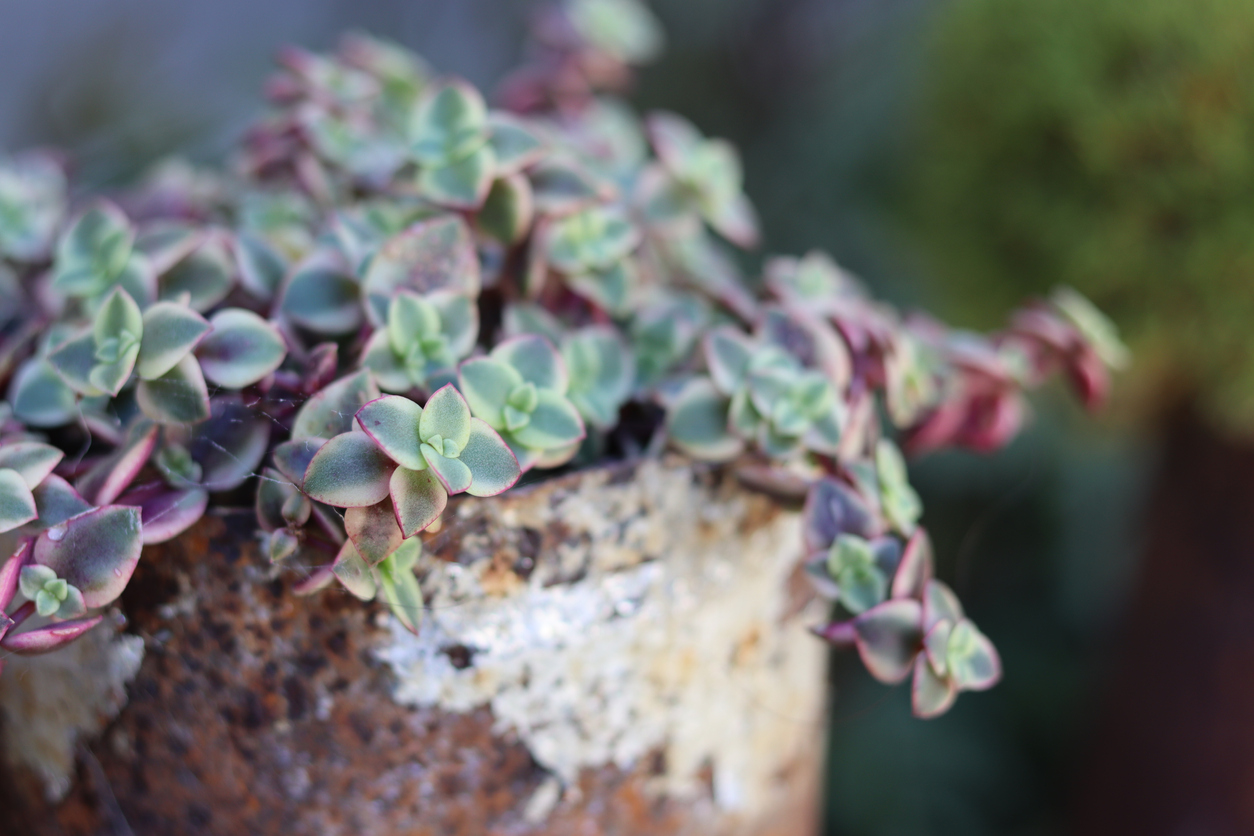 types of succulents calico kitten