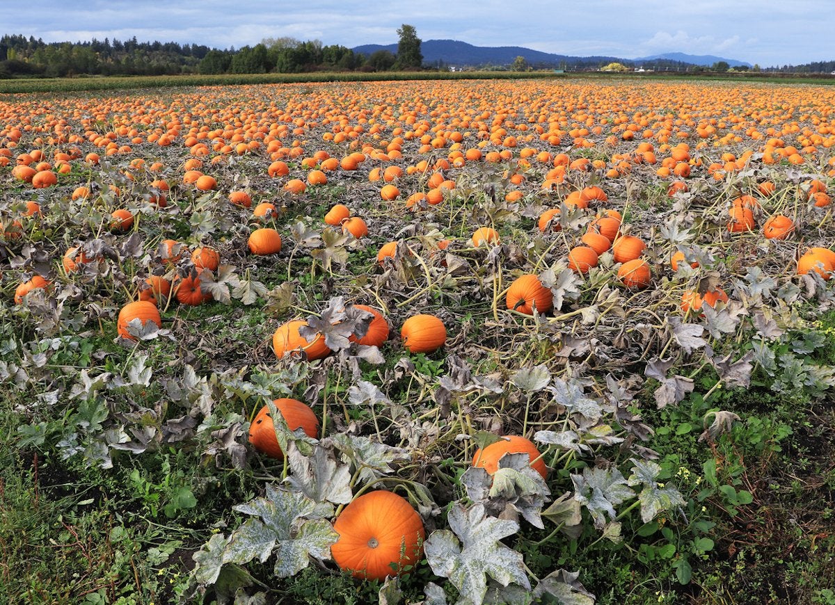 Les 22 expositions de citrouilles les plus cool du pays