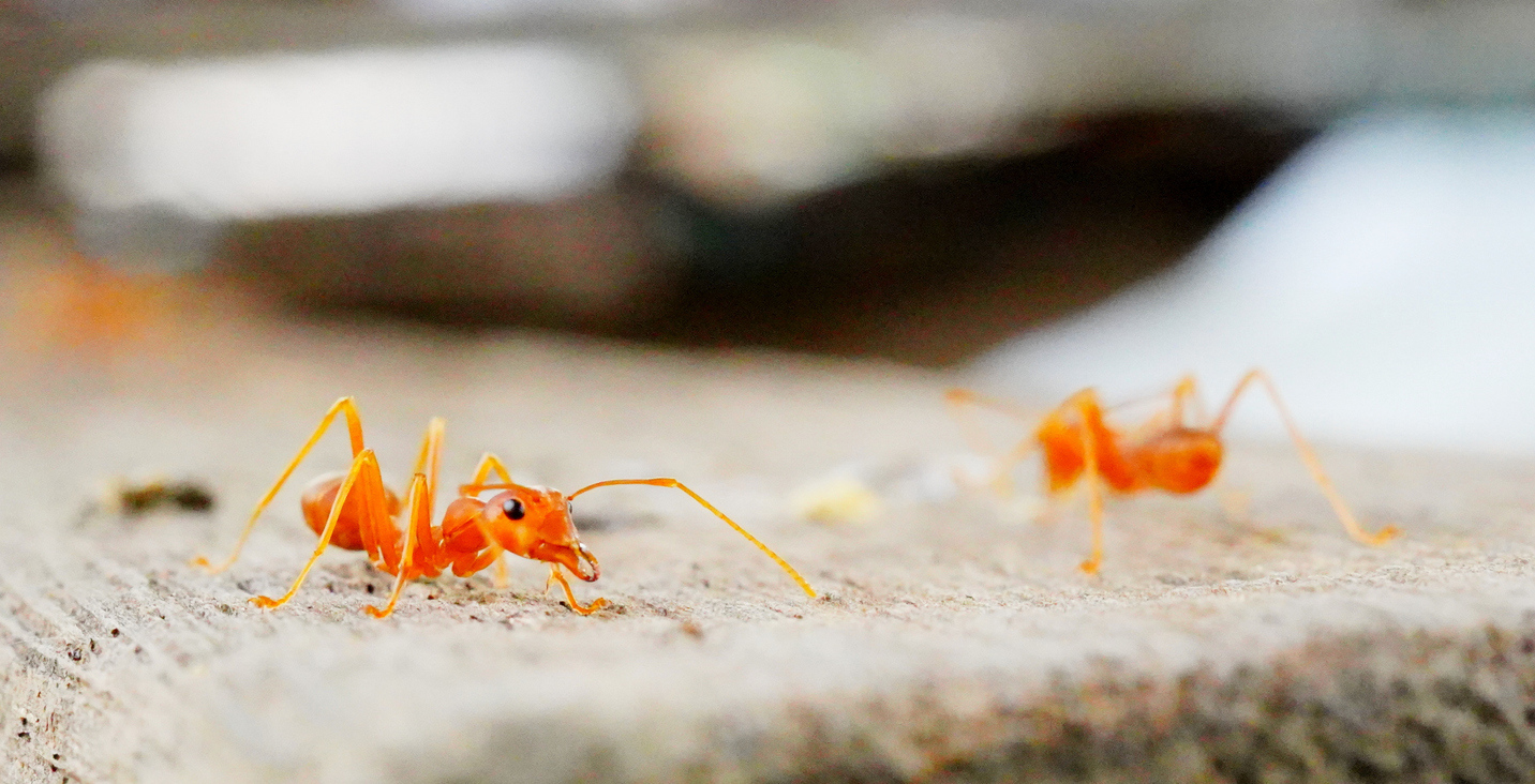 iStock-1323192722 worst pests fire ants.jpg